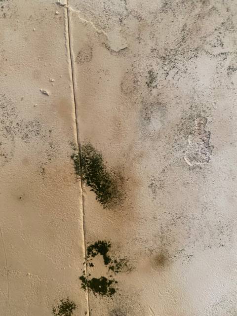 ustranenie pleseni10